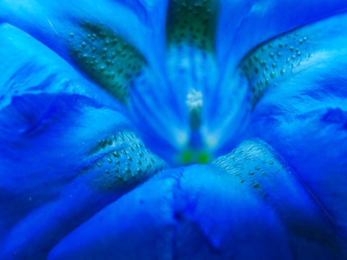 bleu-symbolique-des-couleurs-gentiane