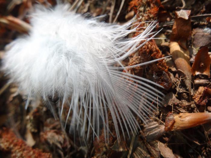 photo de plume - graphisme au naturel