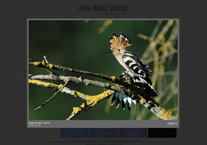 création site web de photographe animalier - ici Jean-Marie Séveno 05