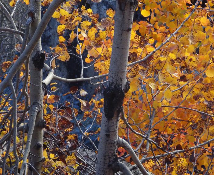 Couleurs d'Automne contrastes et couleurs complémentaires - jaune et violet