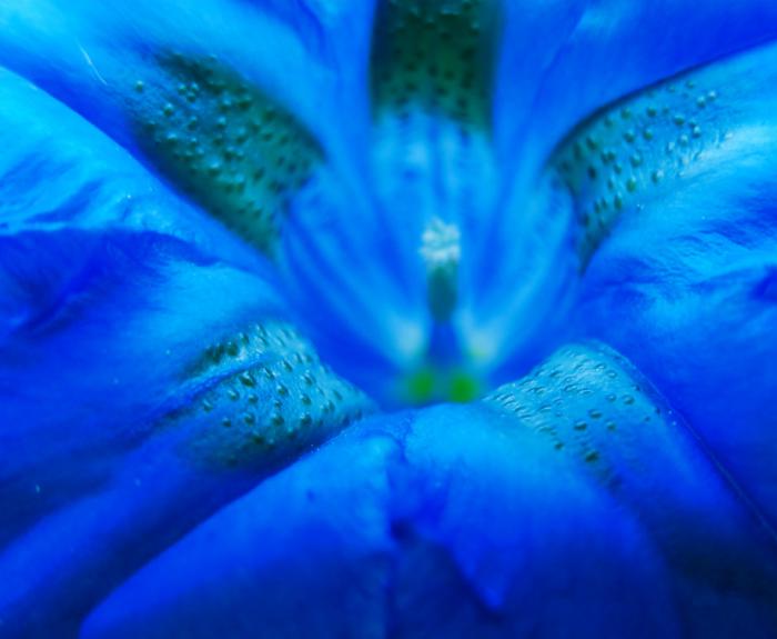 bleu-symbolique-des-couleurs-gentiane
