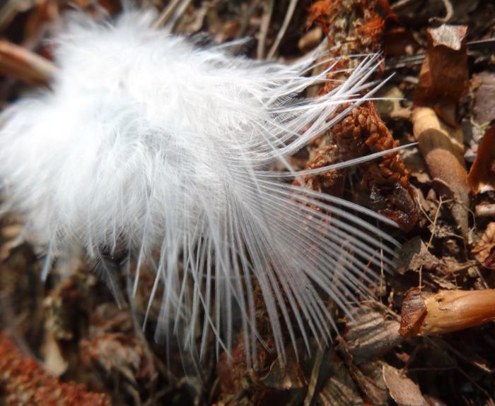 photo de plume - graphisme au naturel