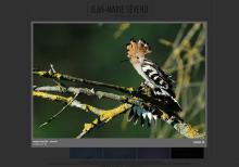 création site web de photographe animalier - ici Jean-Marie Séveno 05