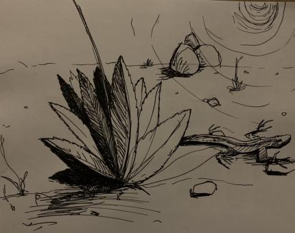Illustration Lézard 