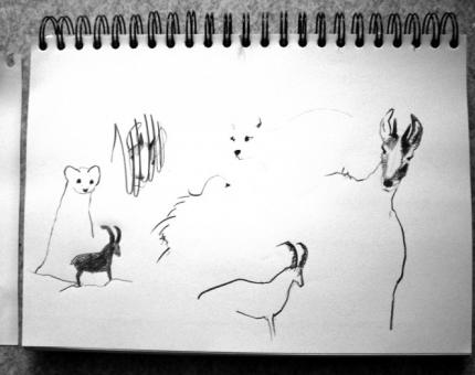 croquis d'animaux au fusain 03
