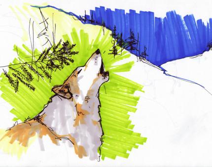 dessin de loup - julie loomis