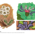 book illustration Julie Loomis - Fleurs des Alpes