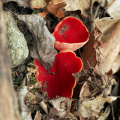 photographie julie loomis - champignons et végétaux, la symbiose