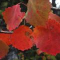 contrastes et couleurs complémentaires - le rouge et le vert