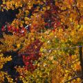 couleurs d'automne contrastées