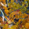 couleurs d'automne, paysage en jaune et violet