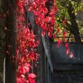 couleurs d'automne, paysage en rouge et vert