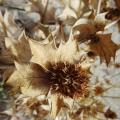 plantes - graphisme au naturel