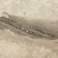 photographies prises aux marais,