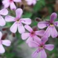 éveil du printemps graphique - fleurs inconnues