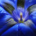 éveil du printemps graphique - bleu gentiane