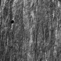 Les verticales : rigidité. photographie Jugraphics : symbolique lignes verticales