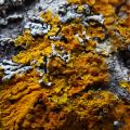 graphisme et nature - lichen 01