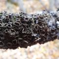 graphisme et nature - lichen 02