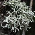 graphisme et nature - lichen 03
