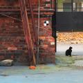 Graphisme dans la rue - le chat