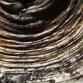 rythmes dans la nature - noeud