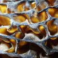 rythmes dans la nature - morille
