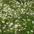 rythmes dans la nature - pissenlits