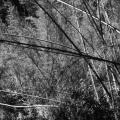 Les cannes s'entrechoquent : fouillis et violence. photographie Jugraphics : symbolique lignes croisées