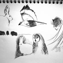 croquis d'animaux au fusain 01