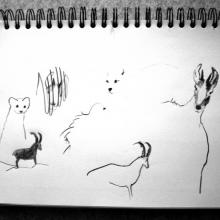 croquis d'animaux au fusain 03