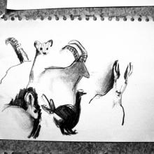 croquis d'animaux au fusain 04