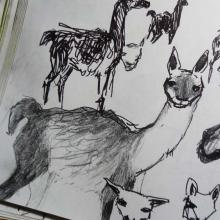 guanacos sketches