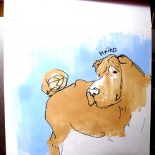 Haïro, shar-peï - felt pen and markers illustration - from nature